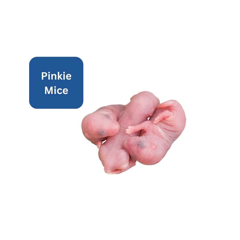 Frozen Mice - Pinkie - Buy Aquarium Fish