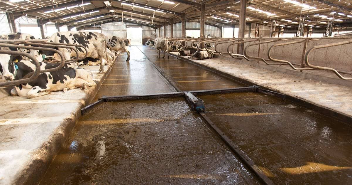 Automatic Scraper System - Dairymaster