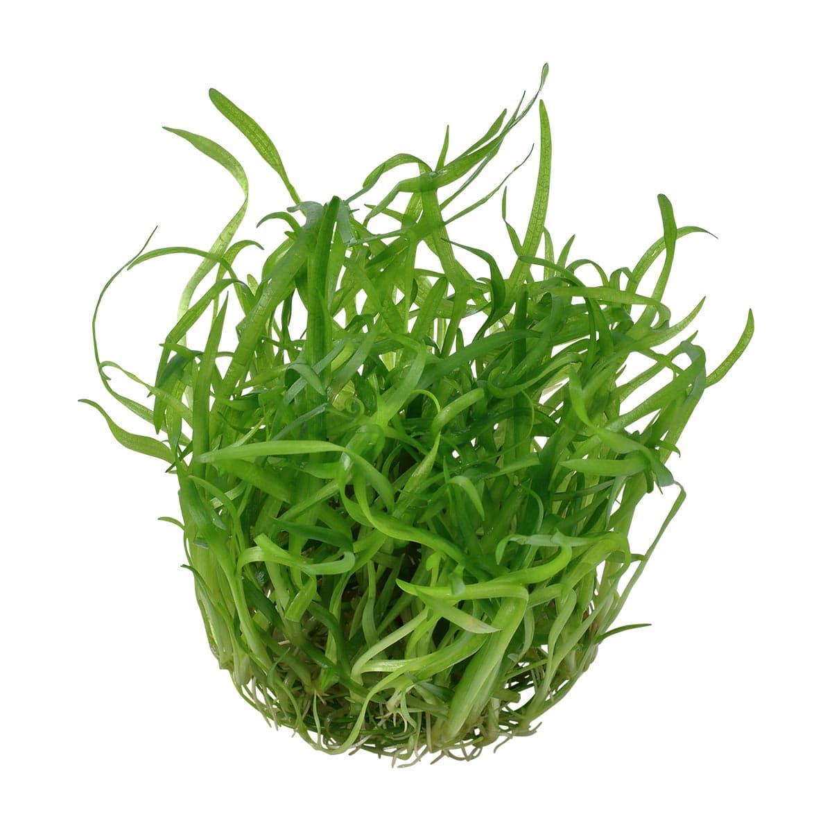 Tropica Aquariumpflanze Sagittaria subulata online hier kaufen ...