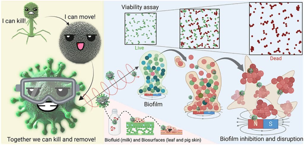 Virus Enhanced Microrobots for Biofilm Eradication | The Nanorobots ...